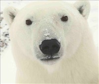 Churchill Polar Bear